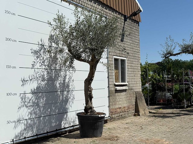 Olijfboom granoli hojiblanca - olea europaea - ca. 60 jaar oud - hoogte ca. 260 cm - afbeelding 3 van  5