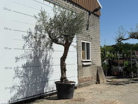 Olijfboom granoli hojiblanca - olea europaea - ca. 60 jaar oud - hoogte ca. 260 cm - afbeelding 3 van  5