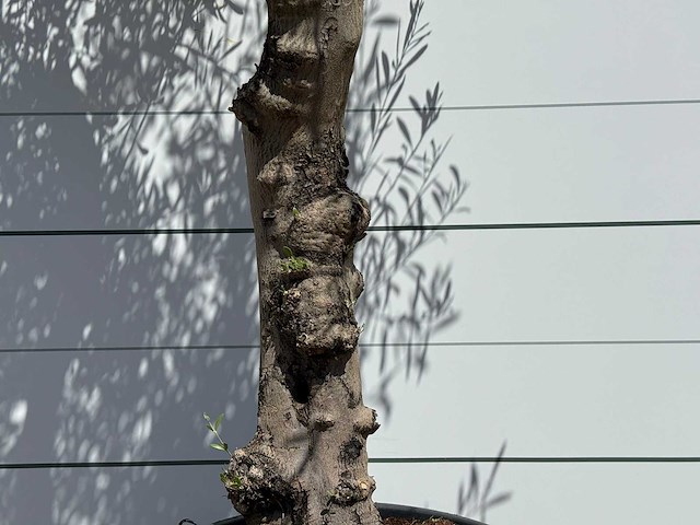 Olijfboom granoli hojiblanca - olea europaea - ca. 60 jaar oud - hoogte ca. 260 cm - afbeelding 4 van  5