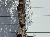Olijfboom granoli hojiblanca - olea europaea - ca. 60 jaar oud - hoogte ca. 260 cm - afbeelding 4 van  5
