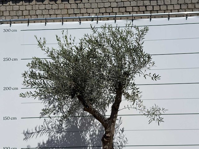 Olijfboom granoli hojiblanca - olea europaea - ca. 60 jaar oud - hoogte ca. 260 cm - afbeelding 5 van  5