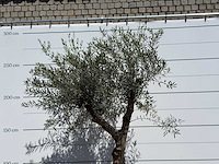 Olijfboom granoli hojiblanca - olea europaea - ca. 60 jaar oud - hoogte ca. 260 cm - afbeelding 5 van  5