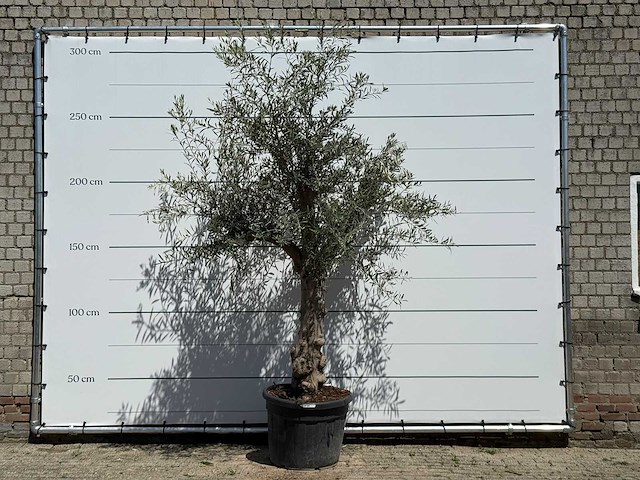 Olijfboom granoli hojiblanca - olea europaea - ca. 60 jaar oud - hoogte ca. 270 cm - afbeelding 1 van  3