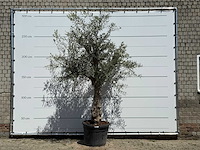 Olijfboom granoli hojiblanca - olea europaea - ca. 60 jaar oud - hoogte ca. 270 cm