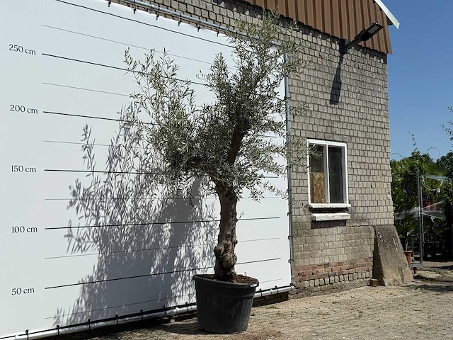 Olijfboom granoli hojiblanca - olea europaea - ca. 60 jaar oud - hoogte ca. 270 cm - afbeelding 2 van  3