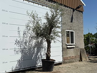 Olijfboom granoli hojiblanca - olea europaea - ca. 60 jaar oud - hoogte ca. 270 cm - afbeelding 2 van  3