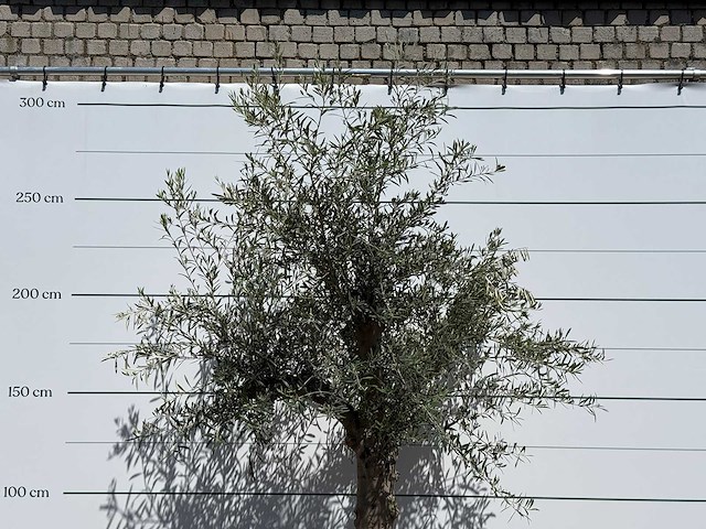 Olijfboom granoli hojiblanca - olea europaea - ca. 60 jaar oud - hoogte ca. 270 cm - afbeelding 3 van  3