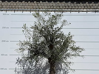 Olijfboom granoli hojiblanca - olea europaea - ca. 60 jaar oud - hoogte ca. 270 cm - afbeelding 3 van  3