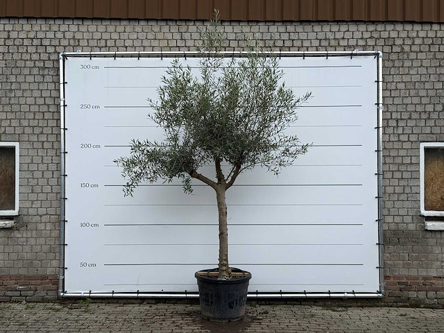 Olijfboom granoli hojiblanca - olea europaea - ca. 60 jaar oud - hoogte ca. 280 cm - afbeelding 1 van  5