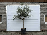 Olijfboom granoli hojiblanca - olea europaea - ca. 60 jaar oud - hoogte ca. 280 cm - afbeelding 1 van  5