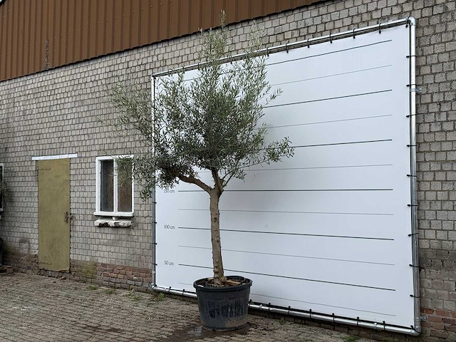 Olijfboom granoli hojiblanca - olea europaea - ca. 60 jaar oud - hoogte ca. 280 cm - afbeelding 2 van  5