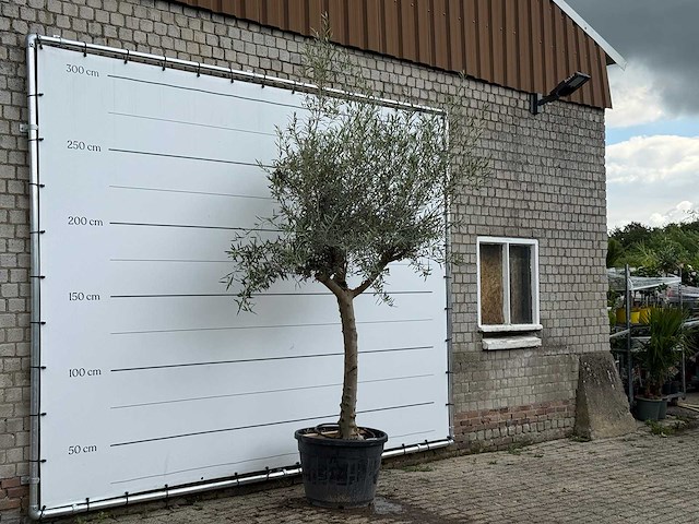 Olijfboom granoli hojiblanca - olea europaea - ca. 60 jaar oud - hoogte ca. 280 cm - afbeelding 3 van  5