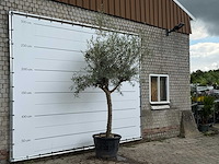 Olijfboom granoli hojiblanca - olea europaea - ca. 60 jaar oud - hoogte ca. 280 cm - afbeelding 3 van  5