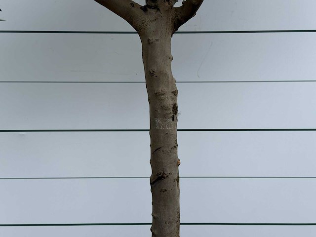 Olijfboom granoli hojiblanca - olea europaea - ca. 60 jaar oud - hoogte ca. 280 cm - afbeelding 4 van  5