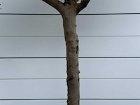 Olijfboom granoli hojiblanca - olea europaea - ca. 60 jaar oud - hoogte ca. 280 cm - afbeelding 4 van  5