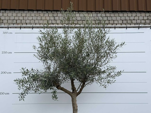 Olijfboom granoli hojiblanca - olea europaea - ca. 60 jaar oud - hoogte ca. 280 cm - afbeelding 5 van  5