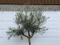 Olijfboom granoli hojiblanca - olea europaea - ca. 60 jaar oud - hoogte ca. 280 cm - afbeelding 5 van  5