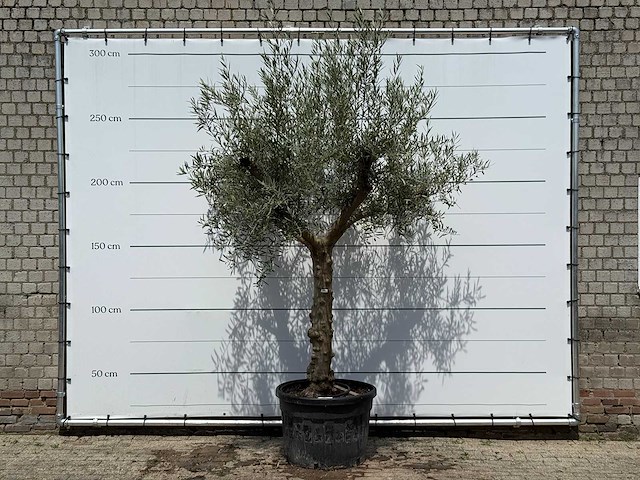 Olijfboom granoli hojiblanca - olea europaea - ca. 60 jaar oud - hoogte ca. 280 cm - afbeelding 1 van  7