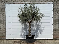 Olijfboom granoli hojiblanca - olea europaea - ca. 60 jaar oud - hoogte ca. 280 cm - afbeelding 1 van  7