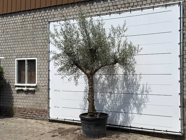Olijfboom granoli hojiblanca - olea europaea - ca. 60 jaar oud - hoogte ca. 280 cm - afbeelding 2 van  7