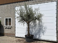 Olijfboom granoli hojiblanca - olea europaea - ca. 60 jaar oud - hoogte ca. 280 cm - afbeelding 2 van  7