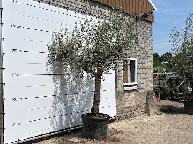 Olijfboom granoli hojiblanca - olea europaea - ca. 60 jaar oud - hoogte ca. 280 cm - afbeelding 3 van  7