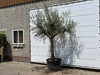 Olijfboom granoli hojiblanca - olea europaea - ca. 60 jaar oud - hoogte ca. 280 cm - afbeelding 4 van  7