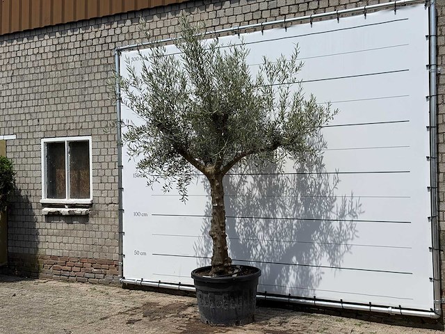 Olijfboom granoli hojiblanca - olea europaea - ca. 60 jaar oud - hoogte ca. 280 cm - afbeelding 5 van  7