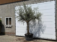 Olijfboom granoli hojiblanca - olea europaea - ca. 60 jaar oud - hoogte ca. 280 cm - afbeelding 5 van  7