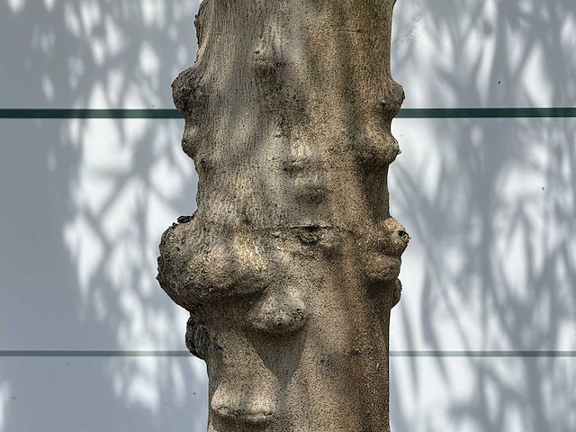 Olijfboom granoli hojiblanca - olea europaea - ca. 60 jaar oud - hoogte ca. 280 cm - afbeelding 6 van  7