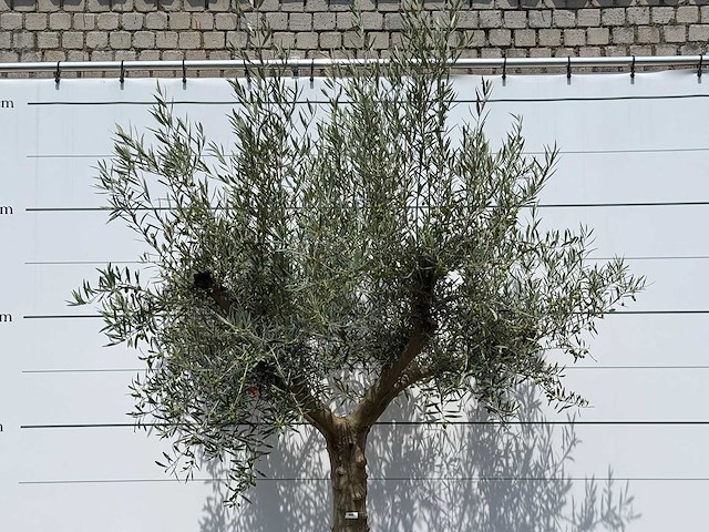 Olijfboom granoli hojiblanca - olea europaea - ca. 60 jaar oud - hoogte ca. 280 cm - afbeelding 7 van  7