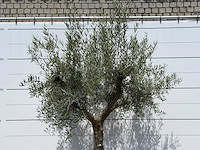 Olijfboom granoli hojiblanca - olea europaea - ca. 60 jaar oud - hoogte ca. 280 cm - afbeelding 7 van  7