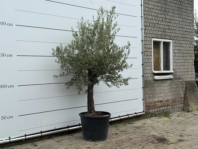 Olijfboom grillige stam hojiblanca - olea europaea - ca. 40 jaar oud - hoogte ca. 230 cm - afbeelding 1 van  2