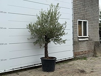 Olijfboom grillige stam hojiblanca - olea europaea - ca. 40 jaar oud - hoogte ca. 230 cm - afbeelding 1 van  2