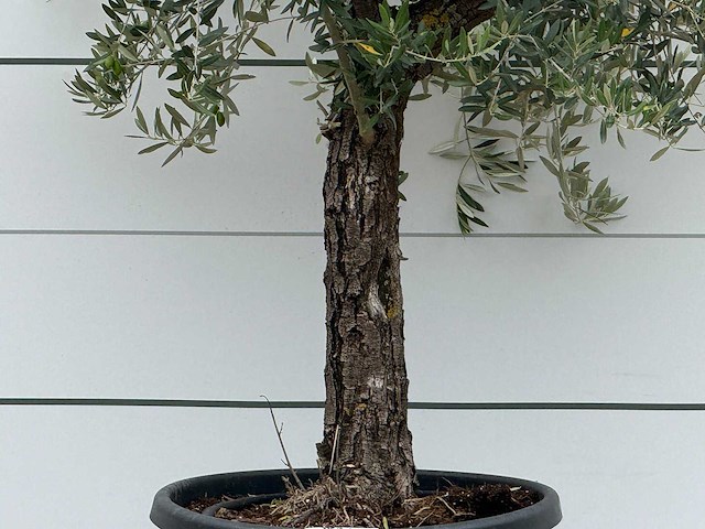 Olijfboom grillige stam hojiblanca - olea europaea - ca. 40 jaar oud - hoogte ca. 230 cm - afbeelding 2 van  2