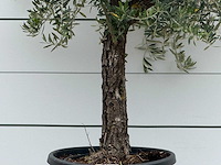 Olijfboom grillige stam hojiblanca - olea europaea - ca. 40 jaar oud - hoogte ca. 230 cm - afbeelding 2 van  2