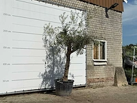 Olijfboom grillige stam hojiblanca - olea europaea - ca. 40 jaar oud - hoogte ca. 240 cm - afbeelding 4 van  4