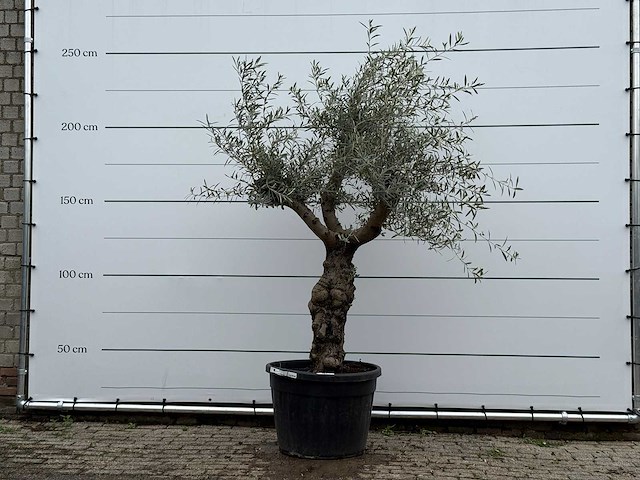 Olijfboom grillige stam hojiblanca - olea europaea - ca. 40 jaar oud - hoogte ca. 250 cm - afbeelding 1 van  4