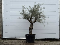 Olijfboom grillige stam hojiblanca - olea europaea - ca. 40 jaar oud - hoogte ca. 250 cm - afbeelding 1 van  4