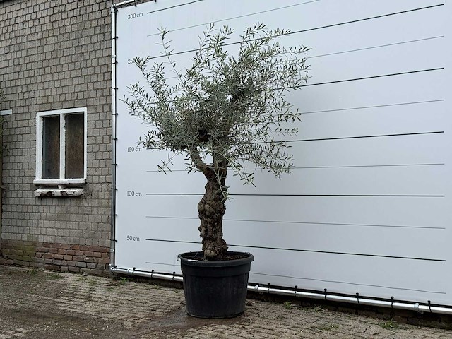 Olijfboom grillige stam hojiblanca - olea europaea - ca. 40 jaar oud - hoogte ca. 250 cm - afbeelding 2 van  4