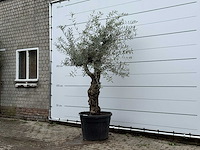 Olijfboom grillige stam hojiblanca - olea europaea - ca. 40 jaar oud - hoogte ca. 250 cm - afbeelding 2 van  4