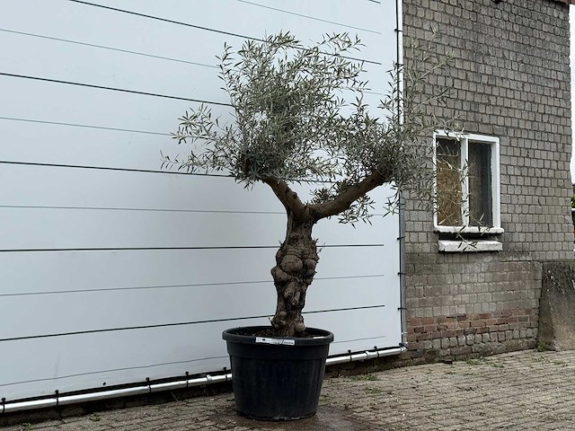 Olijfboom grillige stam hojiblanca - olea europaea - ca. 40 jaar oud - hoogte ca. 250 cm - afbeelding 3 van  4
