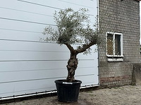 Olijfboom grillige stam hojiblanca - olea europaea - ca. 40 jaar oud - hoogte ca. 250 cm - afbeelding 3 van  4