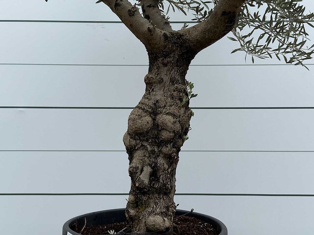 Olijfboom grillige stam hojiblanca - olea europaea - ca. 40 jaar oud - hoogte ca. 250 cm - afbeelding 4 van  4