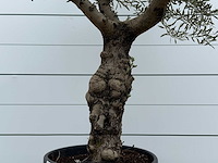 Olijfboom grillige stam hojiblanca - olea europaea - ca. 40 jaar oud - hoogte ca. 250 cm - afbeelding 4 van  4
