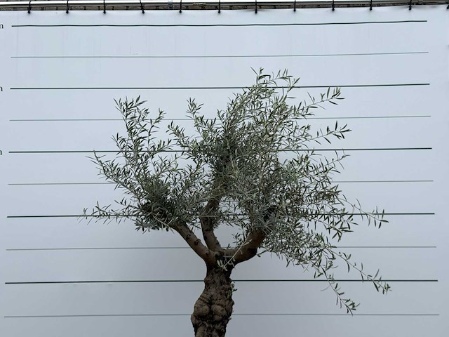 Olijfboom grillige stam hojiblanca - olea europaea - ca. 40 jaar oud - hoogte ca. 250 cm - afbeelding 5 van  5
