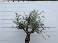 Olijfboom grillige stam hojiblanca - olea europaea - ca. 40 jaar oud - hoogte ca. 250 cm - afbeelding 5 van  5