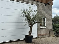 Olijfboom grillige stam hojiblanca - olea europaea - ca. 40 jaar oud - hoogte ca. 250 cm - afbeelding 3 van  3