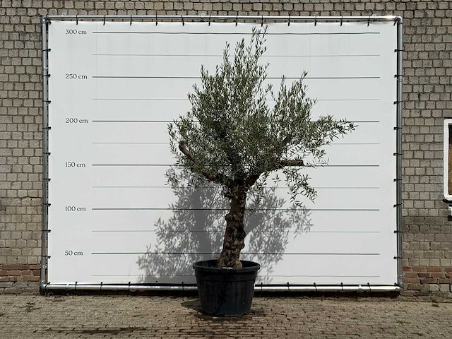 Olijfboom grillige stam hojiblanca - olea europaea - ca. 40 jaar oud - hoogte ca. 260 cm - afbeelding 1 van  3