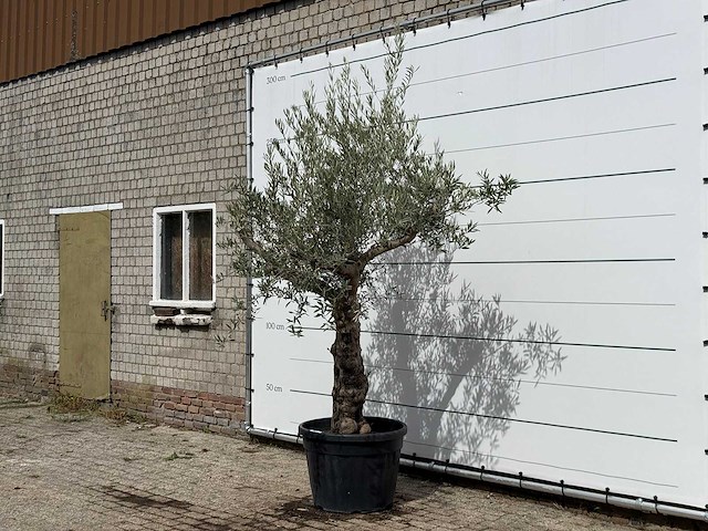 Olijfboom grillige stam hojiblanca - olea europaea - ca. 40 jaar oud - hoogte ca. 260 cm - afbeelding 2 van  3